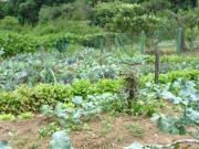 Horta_livre_de_agrotoxicos